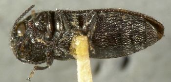Media type: image;   Entomology 24423 Aspect: habitus ventral view